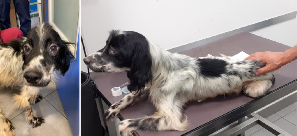 Un setter scheletrico e in fin di vita salvato dall'Oipa: Non riusciva ad alzarsi